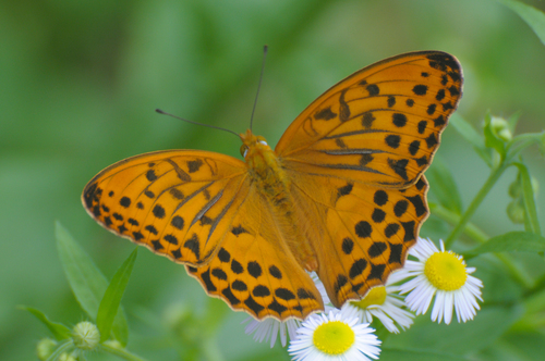Sagana Fritillary