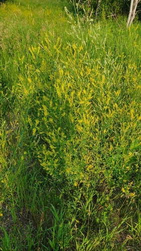 Yellow Sweetclover