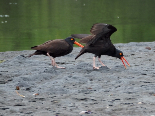 Black Oystercatcher, Jefferson County, WA, USA, photo 10 of 10
