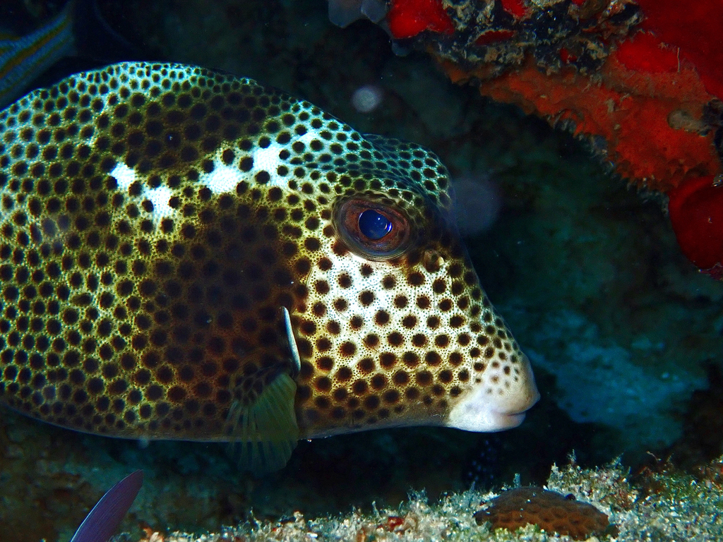 Spotted trunkfish (Lactophrys bicaudalis) — Ostraciidae
