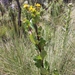 Roldana reticulata - Photo (c) Bodo Nuñez Oberg, algunos derechos reservados (CC BY-NC), subido por Bodo Nuñez Oberg