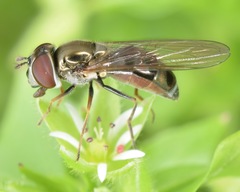 Platycheirus obscurus