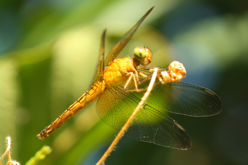 Libellulidae