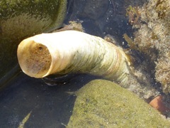 Vermetoidea
