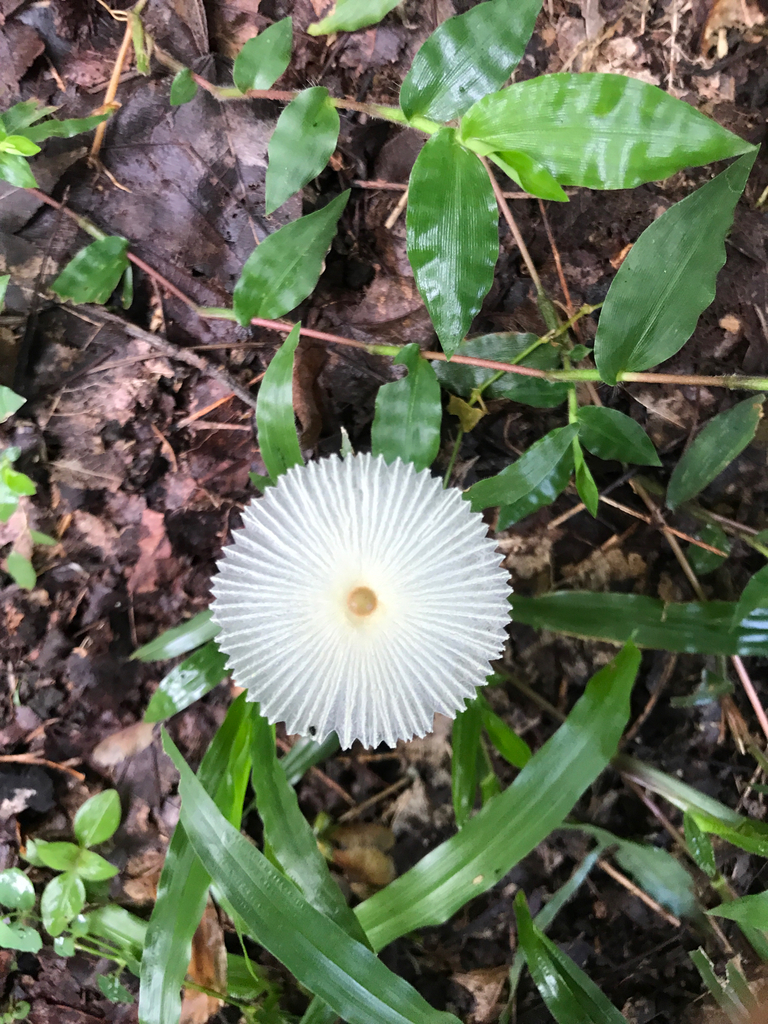 Leucocoprinus fragilissimus · July 2025 · photo: © pschen (iNaturalist, cc-by)