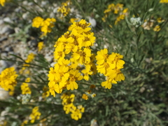 Psilostrophe gnaphalodes