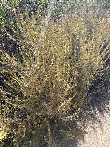 iNaturalist observation photo of California sagebrush