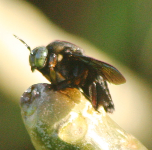 Broad-handed Carpenter Bee photo 4