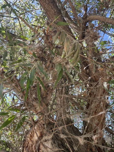 iNaturalist observation photo of Goodding's willow