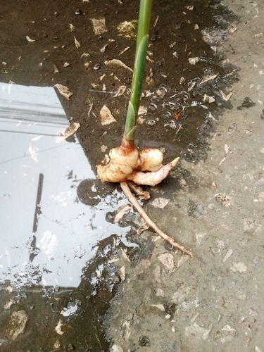 Ginger