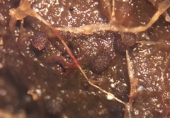 Saccobolus depauperatus
