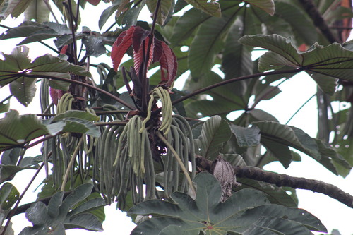 Cecropia mutisiana (Cecropia mutisiana)