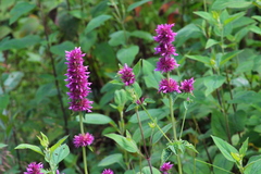 Agastache palmeri