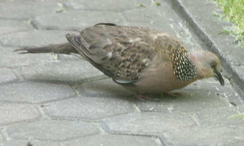 Spilopelia chinensis