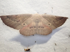 Monoctenia falernaria