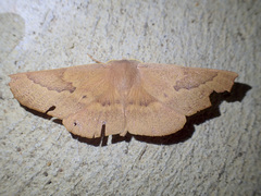 Monoctenia falernaria