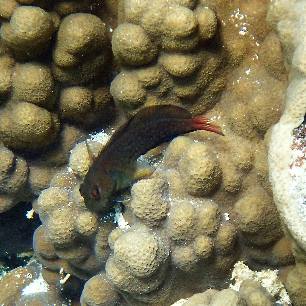 Red-streaked Blenny