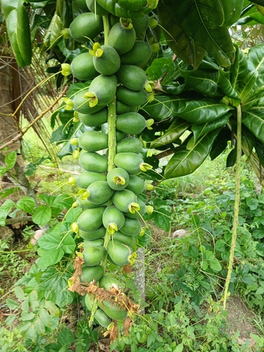 Barringtonia edulis, photograph 3