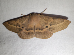 Monoctenia falernaria