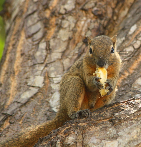 Callosciurus notatus