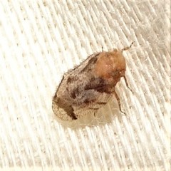 Microledrida