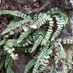 Asplenium castaneum