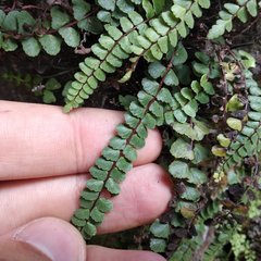 Asplenium castaneum