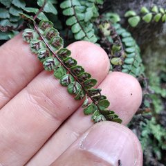 Asplenium castaneum