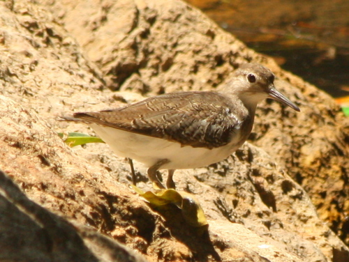 Actitis hypoleucos