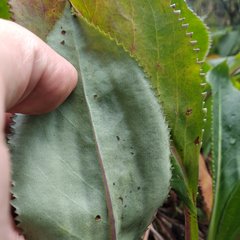 Packera toluccana