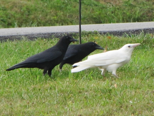 Corvus brachyrhynchos