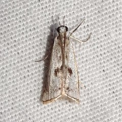 Microcrambus croesus
