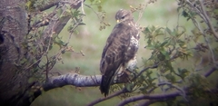 Buteo buteo buteo