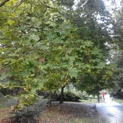 Acer japonicum