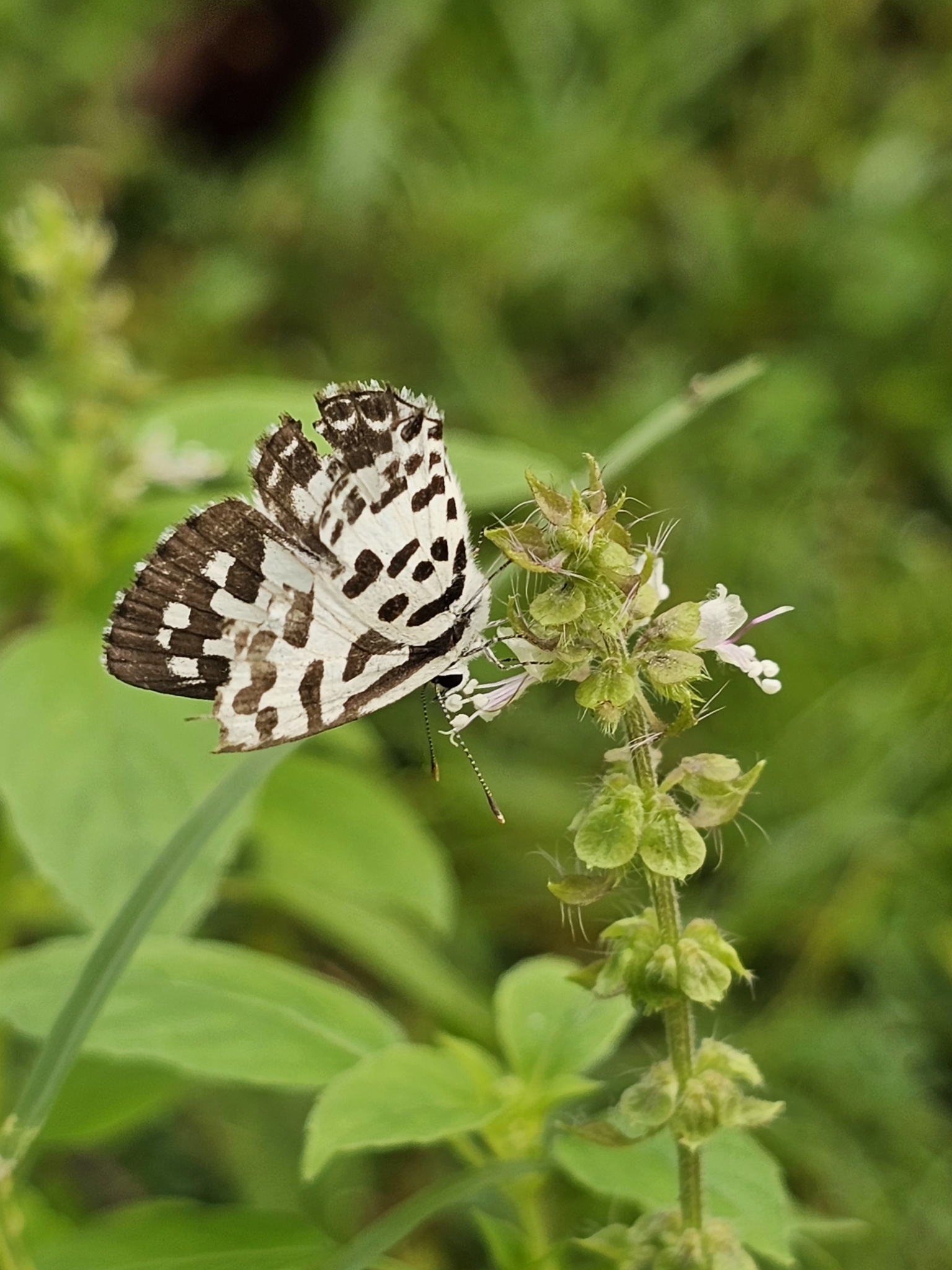 Common Pierrot