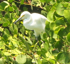 Egretta garzetta nigripes