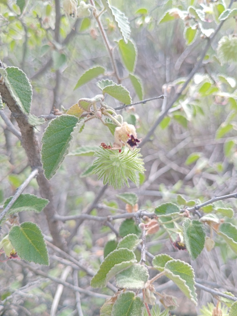 Ayenia ovata