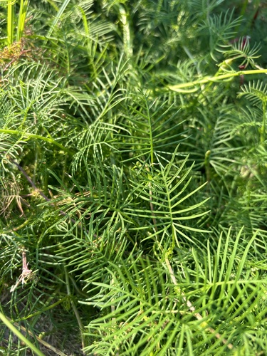 Ipomoea quamoclit