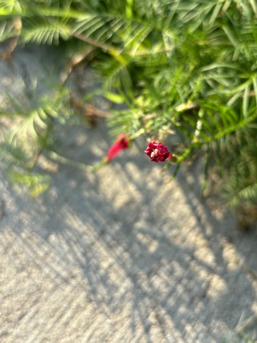 Ipomoea quamoclit