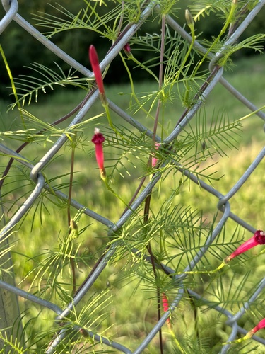 Ipomoea quamoclit