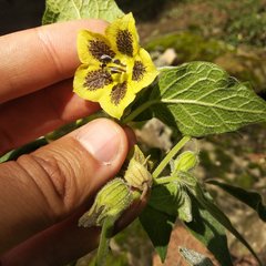 Physalis coztomatl