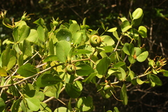 Sonneratia caseolaris