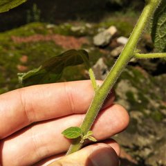 Physalis coztomatl