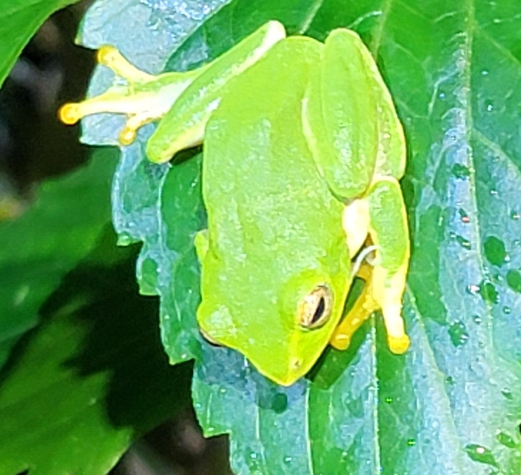 Jayaram'S Bush Frog