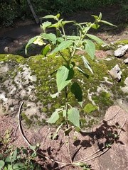 Physalis coztomatl