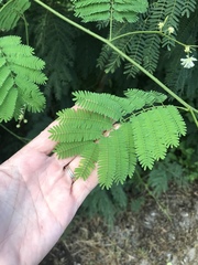Senegalia westiana