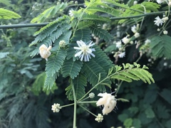 Senegalia westiana