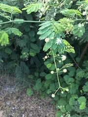 Senegalia westiana
