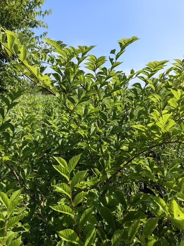 Ulmus davidiana, photographed by an iNaturalist contributor