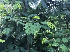 Senegalia westiana